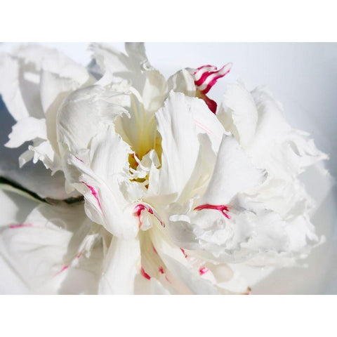 Breathless I White Modern Wood Framed Art Print by Orlov, Irena