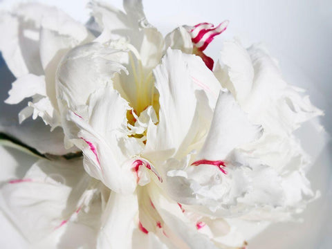 Breathless I Black Ornate Wood Framed Art Print with Double Matting by Orlov, Irena