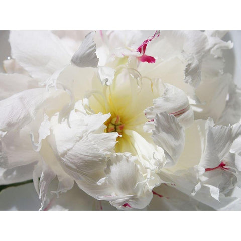 Breathless II White Modern Wood Framed Art Print by Orlov, Irena