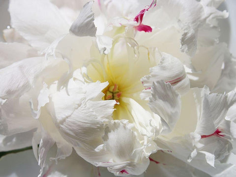 Breathless II Black Ornate Wood Framed Art Print with Double Matting by Orlov, Irena