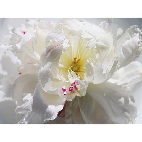 Breathless III White Modern Wood Framed Art Print by Orlov, Irena