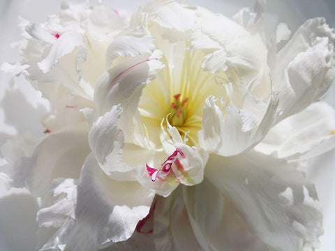 Breathless III White Modern Wood Framed Art Print with Double Matting by Orlov, Irena