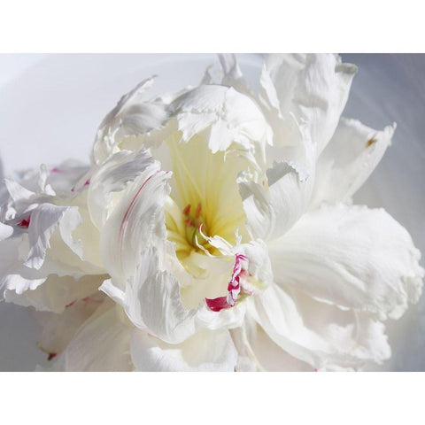 Breathless IV White Modern Wood Framed Art Print by Orlov, Irena