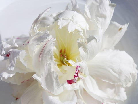 Breathless IV White Modern Wood Framed Art Print with Double Matting by Orlov, Irena