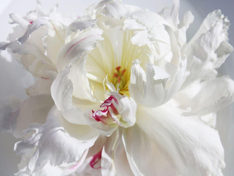 Breathless V Black Ornate Wood Framed Art Print with Double Matting by Orlov, Irena