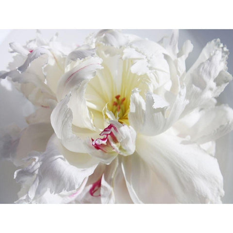 Breathless V White Modern Wood Framed Art Print by Orlov, Irena