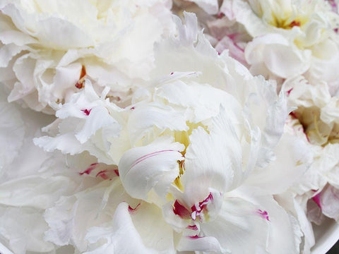 Breathless VI Black Ornate Wood Framed Art Print with Double Matting by Orlov, Irena