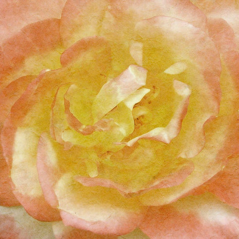 Wall Flower I White Modern Wood Framed Art Print by Saunders, Alonzo