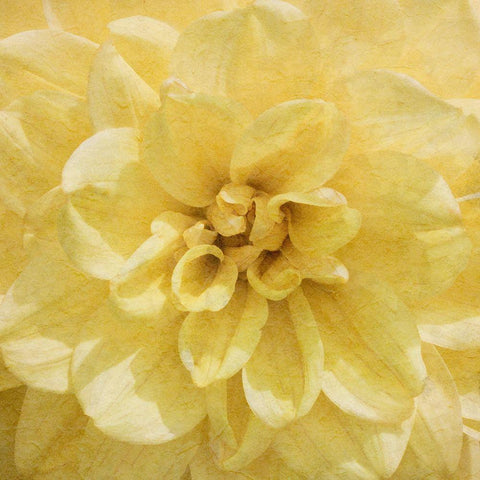 Wall Flower II Gold Ornate Wood Framed Art Print with Double Matting by Saunders, Alonzo