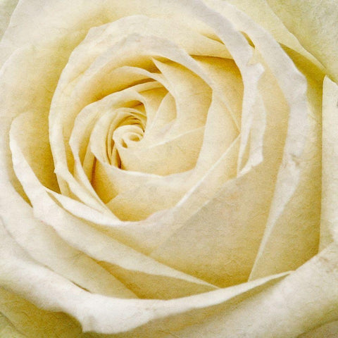 Wall Flower III White Modern Wood Framed Art Print by Saunders, Alonzo