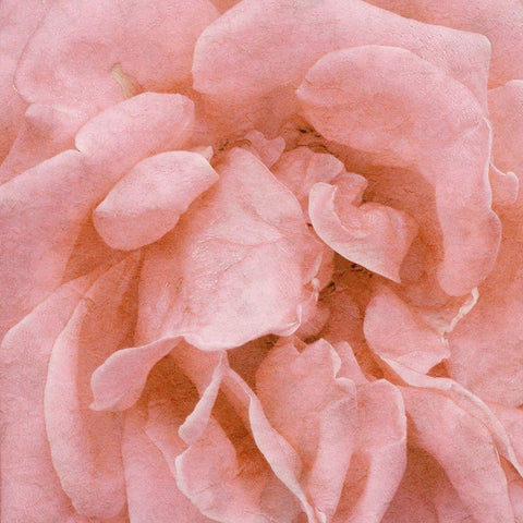 Wall Flower IV Black Modern Wood Framed Art Print with Double Matting by Saunders, Alonzo