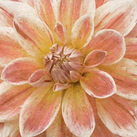 Wall Flower V White Modern Wood Framed Art Print by Saunders, Alonzo