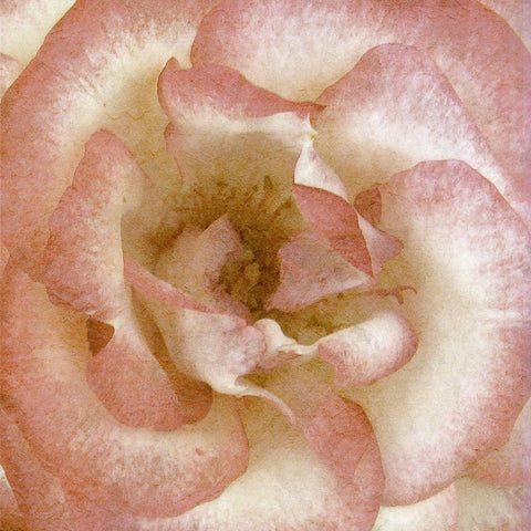 Wall Flower VI White Modern Wood Framed Art Print by Saunders, Alonzo