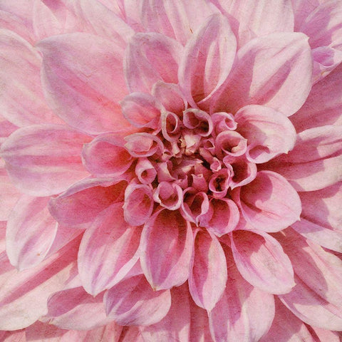 Wall Flower VII White Modern Wood Framed Art Print by Saunders, Alonzo