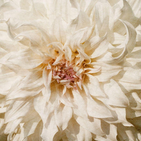 Wall Flower VIII Black Modern Wood Framed Art Print by Saunders, Alonzo