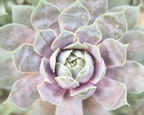 Succulent Glow I White Modern Wood Framed Art Print with Double Matting by Johnson, Jason