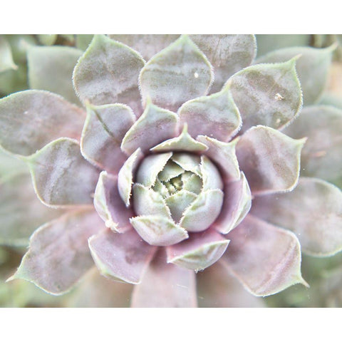 Succulent Glow I White Modern Wood Framed Art Print by Johnson, Jason