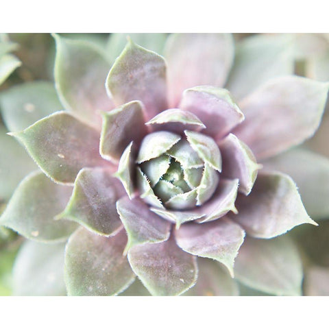 Succulent Glow II Gold Ornate Wood Framed Art Print with Double Matting by Johnson, Jason