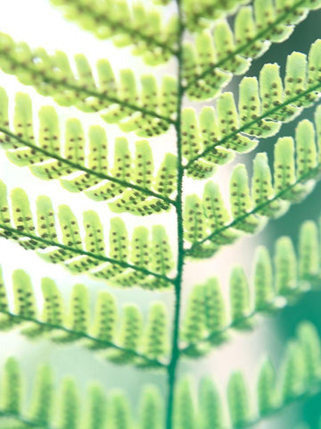 Fern Glow I White Modern Wood Framed Art Print with Double Matting by Johnson, Jason