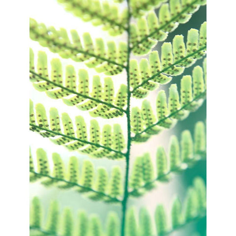 Fern Glow I White Modern Wood Framed Art Print by Johnson, Jason