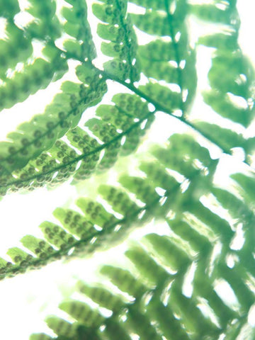 Fern Glow II White Modern Wood Framed Art Print with Double Matting by Johnson, Jason