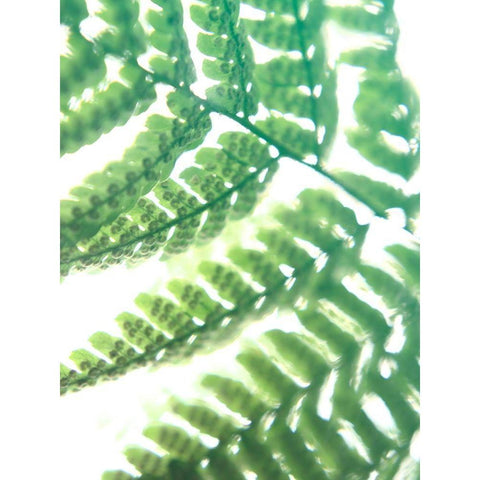 Fern Glow II Black Modern Wood Framed Art Print by Johnson, Jason