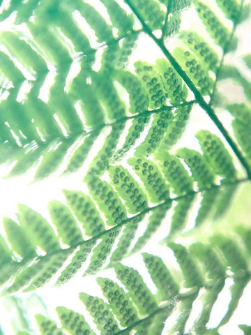 Fern Glow III White Modern Wood Framed Art Print with Double Matting by Johnson, Jason