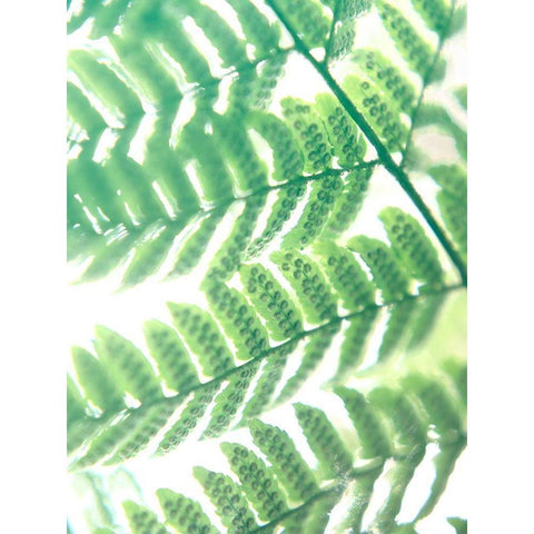 Fern Glow III Black Modern Wood Framed Art Print by Johnson, Jason