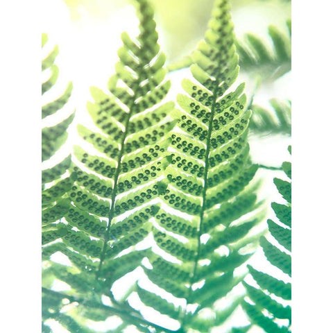Fern Glow IV White Modern Wood Framed Art Print by Johnson, Jason