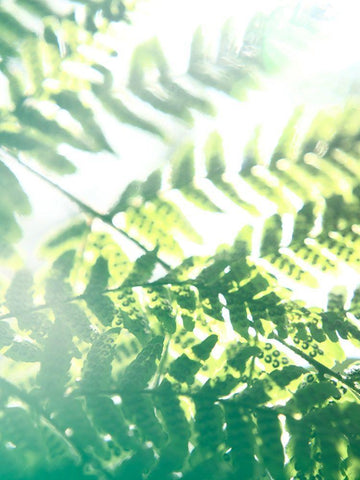 Fern Glow V White Modern Wood Framed Art Print with Double Matting by Johnson, Jason