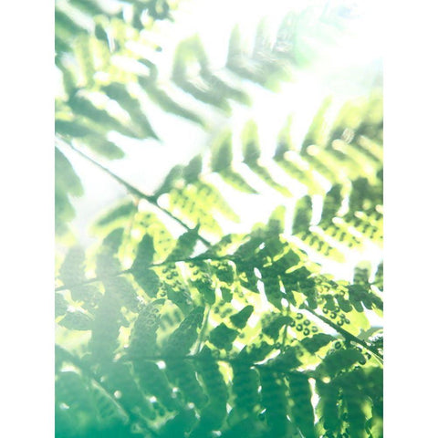 Fern Glow V Black Modern Wood Framed Art Print with Double Matting by Johnson, Jason