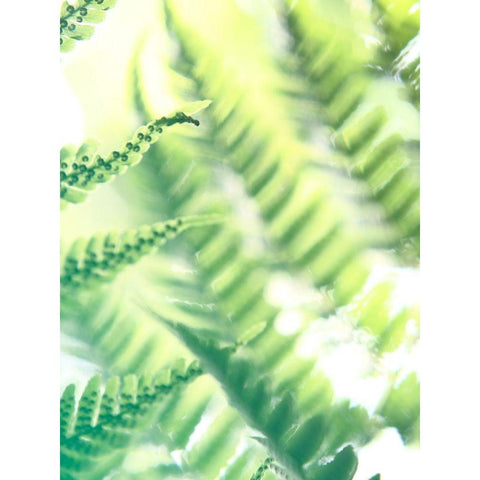 Fern Glow VI Gold Ornate Wood Framed Art Print with Double Matting by Johnson, Jason