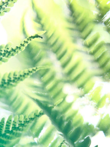 Fern Glow VI White Modern Wood Framed Art Print with Double Matting by Johnson, Jason