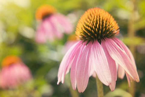 Echinancea Study I Black Ornate Wood Framed Art Print with Double Matting by Johnson, Jason