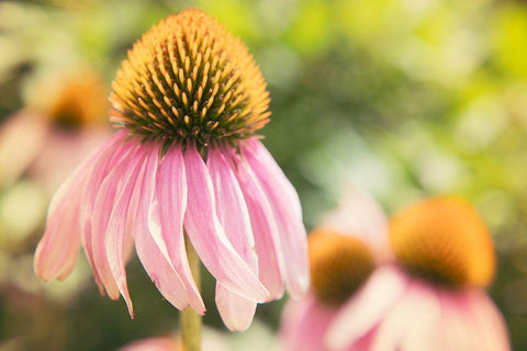 Echinancea Study II White Modern Wood Framed Art Print with Double Matting by Johnson, Jason