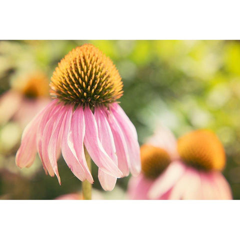 Echinancea Study II White Modern Wood Framed Art Print by Johnson, Jason