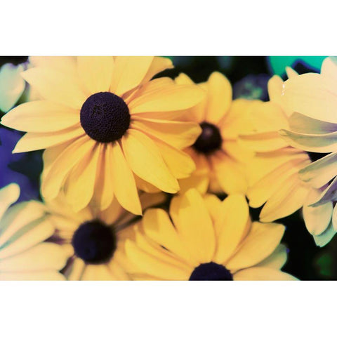 Susans I Black Modern Wood Framed Art Print with Double Matting by Johnson, Jason