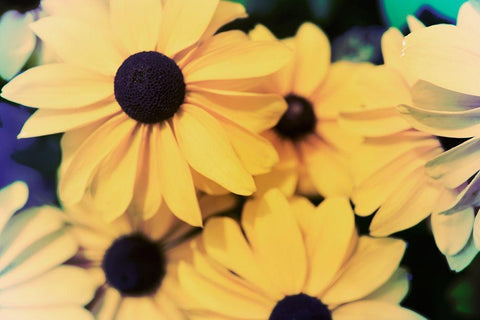 Susans I White Modern Wood Framed Art Print with Double Matting by Johnson, Jason