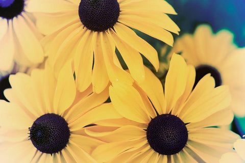 Susans II White Modern Wood Framed Art Print with Double Matting by Johnson, Jason