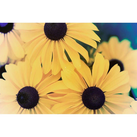 Susans II Black Modern Wood Framed Art Print by Johnson, Jason