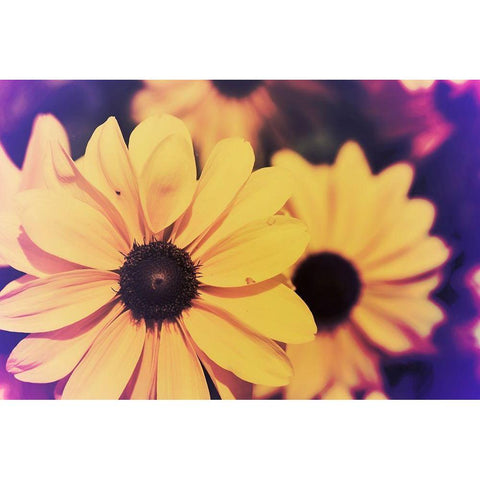 Susans III Black Modern Wood Framed Art Print by Johnson, Jason