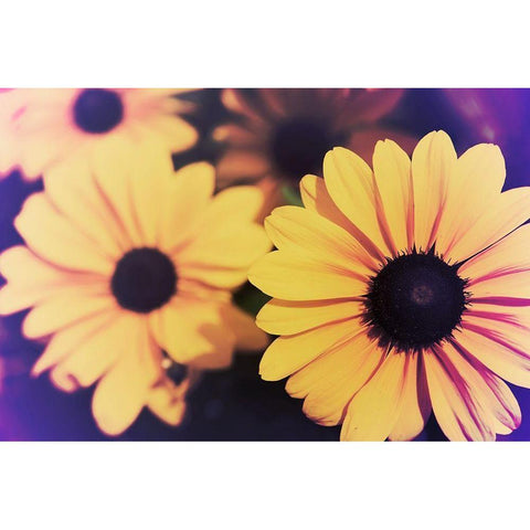 Susans IV Black Modern Wood Framed Art Print with Double Matting by Johnson, Jason