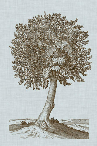 Antique Tree in Sepia I Black Ornate Wood Framed Art Print with Double Matting by Vision Studio