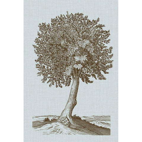 Antique Tree in Sepia I Gold Ornate Wood Framed Art Print with Double Matting by Vision Studio