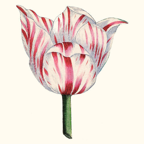 Tulip Garden I White Modern Wood Framed Art Print by Vision Studio