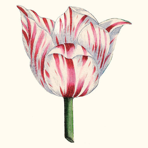 Tulip Garden I White Modern Wood Framed Art Print with Double Matting by Vision Studio