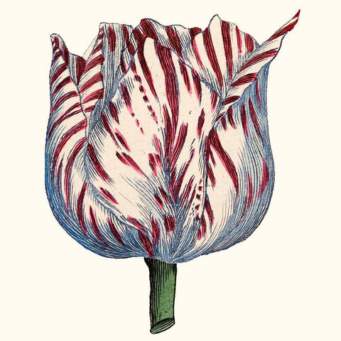 Tulip Garden VI White Modern Wood Framed Art Print with Double Matting by Vision Studio