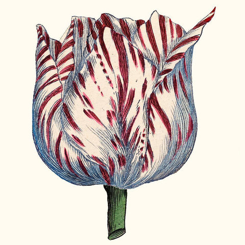 Tulip Garden VI Black Ornate Wood Framed Art Print with Double Matting by Vision Studio