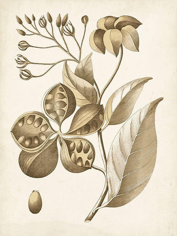 Ochre Botanical II Black Ornate Wood Framed Art Print with Double Matting by Vision Studio