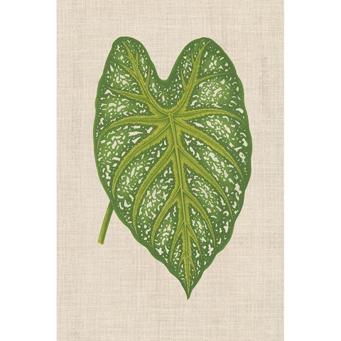 Leaves on Linen I Black Modern Wood Framed Art Print by Unknown